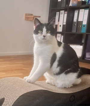 Neues Zuhause für junge Katze gesucht 