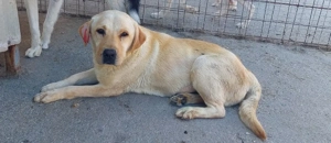 Famke sucht ihre Menschen 