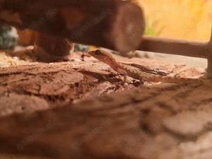 Zwerggecko Gecko Zwergwüstengecko Wüstengecko Mini Gecko