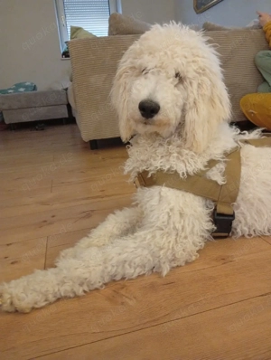 Großpudel Königspudel Junghund 