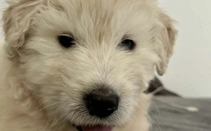 Mia - mehr als nur ein Wollknäuel Bild 6