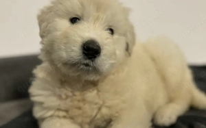 Mia - mehr als nur ein Wollknäuel Bild 5