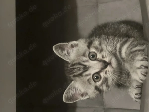 Wunderschöne BKH-Kitten