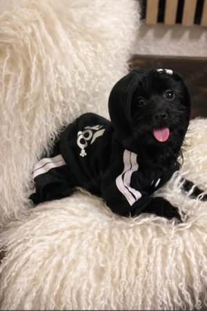 Mini Yorkshire Welpen Mix