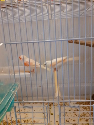 Rot Mosaik kanarien Paar..! 