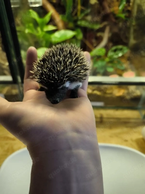 afrikanische Weißbauchigel 