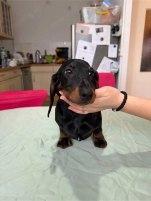    Zwergdackel Welpe mit FCI   liebevoll aufgezogen