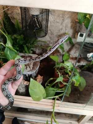 Suche Kaufe Boa Constrictor, Leguane und weitere 