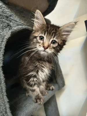 Main coon mix kitten