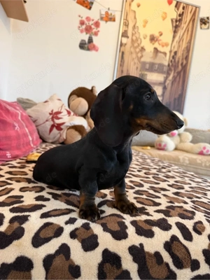 Zwergdackel Welpe sucht sein Herzenszuhause     