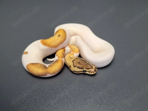 1.0 Pinstripe Pied 66% het. Desert Ghost