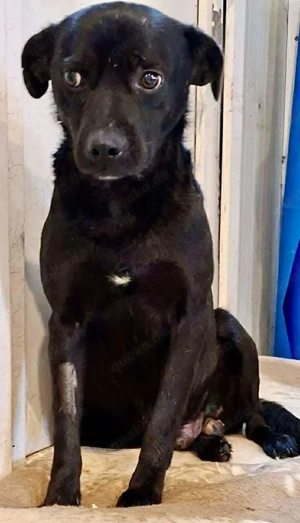 Freundliche Seele Anoki