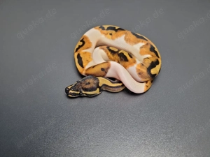 0.1 Fire Pied 66% het. Desert Ghost