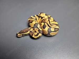 1.0 Enchi Gravel DH Ultramel Pied