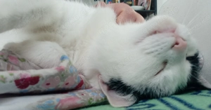 Katze sucht einen Einzelplatz