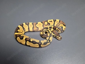 0.1 Enchi Gravel DH Ultramel Pied