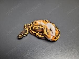 1.0 Enchi Gravel Pied het. Ultramel