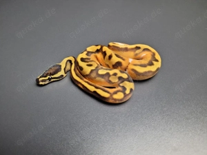 1.0  Enchi Gravel Pied het. Ultramel