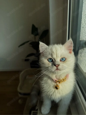 baby katze mit zubehör 