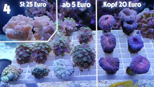 Meerwasser Korallen