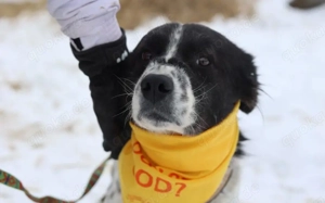 Sanftmütiger, hübscher Rüde Bam Bam Bild 4