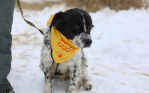 Sanftmütiger, hübscher Rüde Bam Bam Bild 3