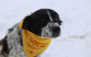 Sanftmütiger, hübscher Rüde Bam Bam Bild 2