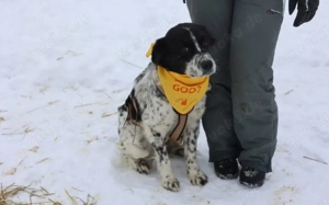 Sanftmütiger, hübscher Rüde Bam Bam Bild 5