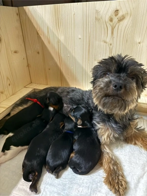 Mini Yorkshire Terrier Welpen