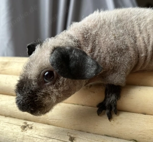 Skinny Pig Böckchen Werwolf California 