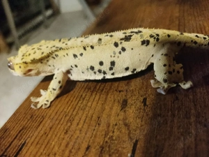 0.1 Superdalmatien Kronengecko 