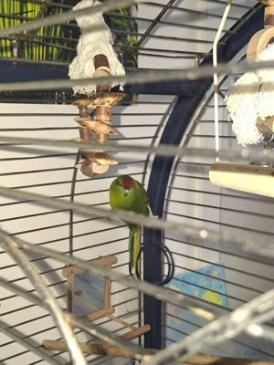 1 Schönsittich weiblich, 1 Ziegensittich männlich von 2024, mit Käfig