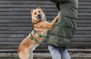 Liebenswerter Schäferhund-Mix Teddy sucht seine Familie