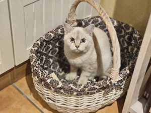 BKH silver shaded 8 Monate