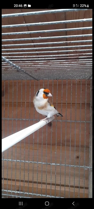 Stieglitz mannlich spalt eumo und weisskopf 