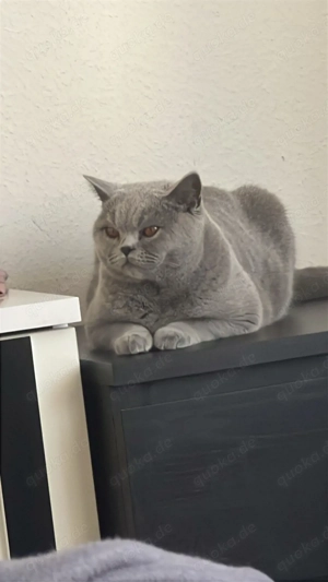 bkh katze weiblich sucht neues zuhause