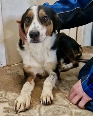 Super freundlicher, sanfter Chivas