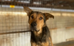 Bazi sucht dringend einen ruhigen Platz zum Ankommen