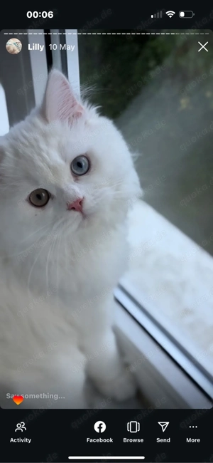 Wunderschöner weißer Kater mit zweifarbigen Augen abzugeben Bild 2