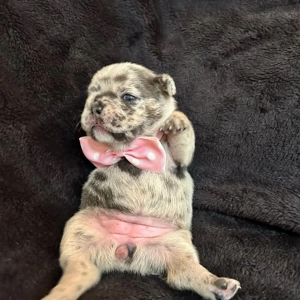 Französische Bulldogge verfügbar (WhatsApp) 017668441254