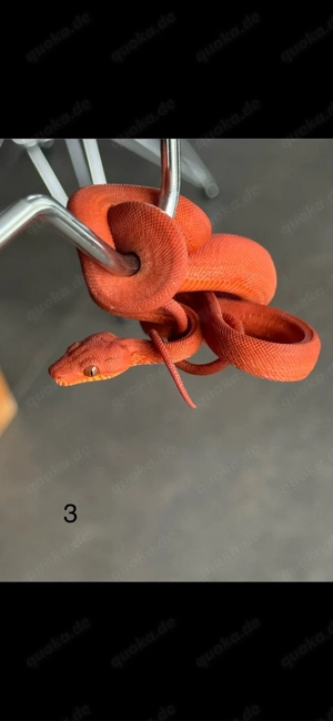 corallus hortulanus 14.3. Hamm