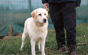 Fudge - sensible Seele sucht liebevolles Zuhause