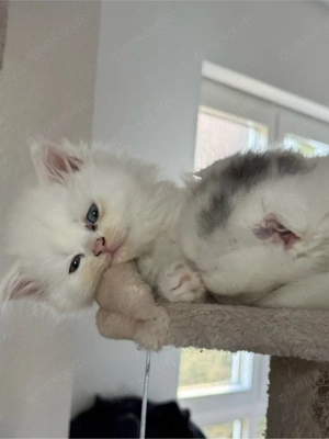 Wunderschöner weißer Kater mit zweifarbigen Augen abzugeben Bild 3