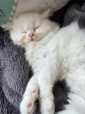 Wunderschöner weißer Kater mit zweifarbigen Augen abzugeben Bild 4