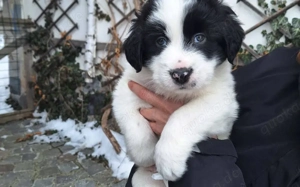 Hier kommt der süße Ferdinand