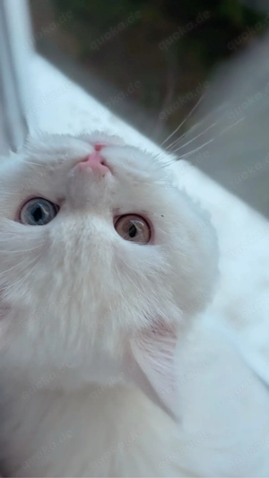 Wunderschöner weißer Kater mit zweifarbigen Augen abzugeben Bild 5
