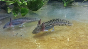 Axolotl-Jungtiere