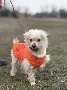 Kelen , ein kleiner Charmeur sucht liebevolles Zuhause