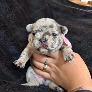 Französische Bulldogge verfügbar (WhatsApp) 017668441254 