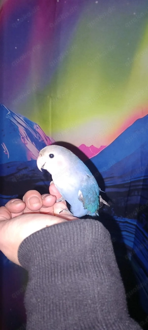 Rosenköpfchen Handzahm 